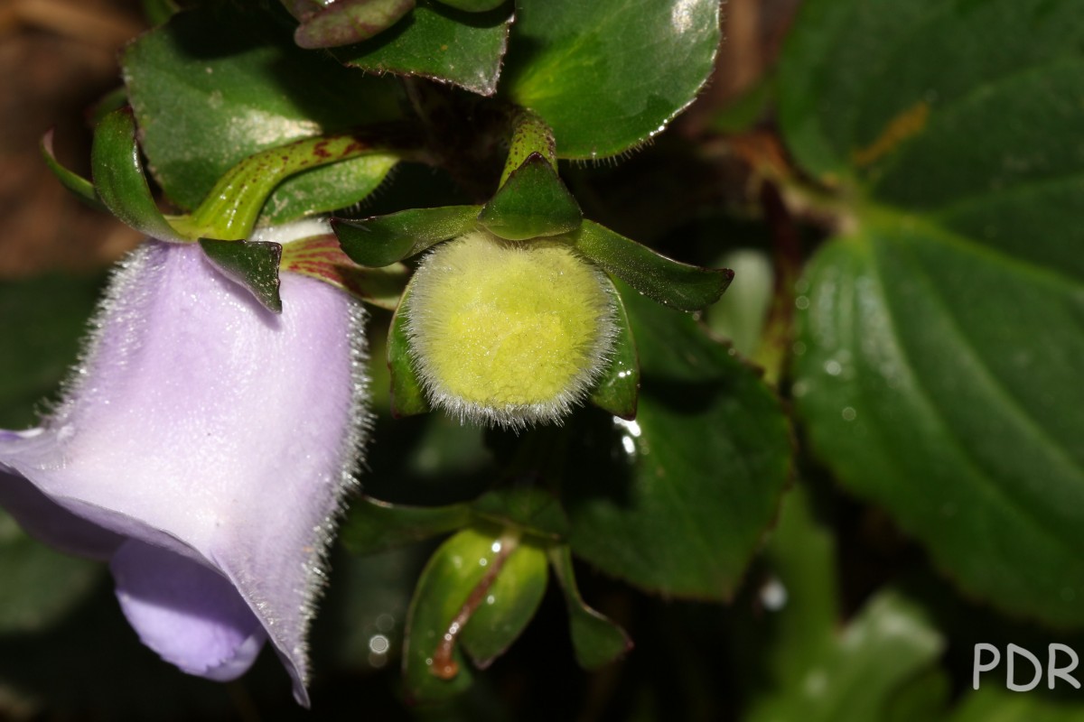 Gloxinia perennis (L.) Druce